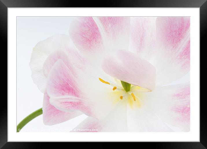 Shy Tulip Framed Mounted Print by Ann Garrett