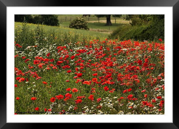 Field of Poppies Framed Mounted Print by Ann Garrett