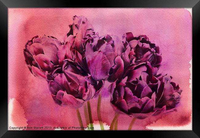 Watercolour Tulips Framed Print by Ann Garrett