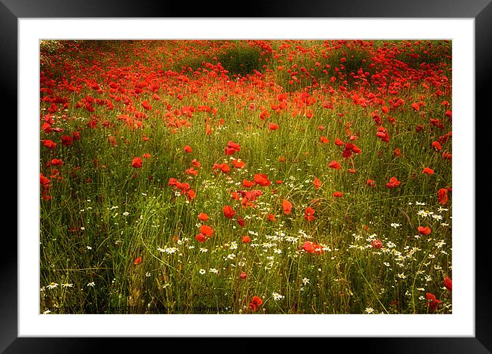 Field of Poppies 3 Framed Mounted Print by Ann Garrett