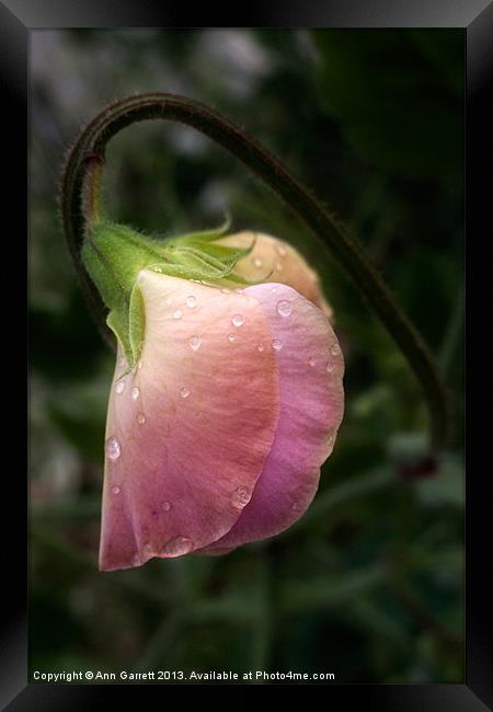 Sweet Pea in the Rain Framed Print by Ann Garrett