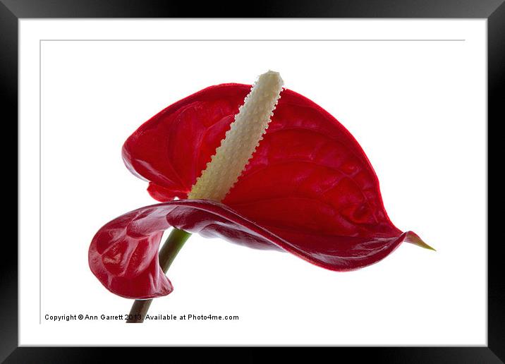 Anthurium Framed Mounted Print by Ann Garrett