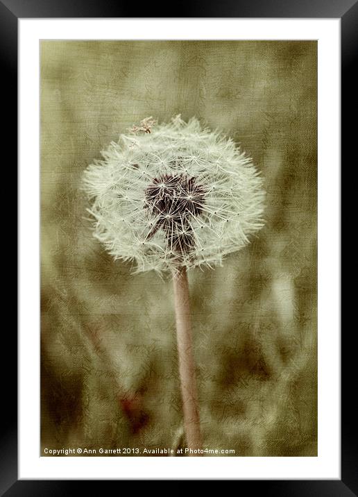 Dandelion Textures Framed Mounted Print by Ann Garrett