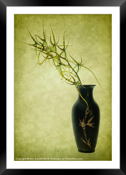 Spider Orchid in Oriental Vase Framed Mounted Print by Ann Garrett