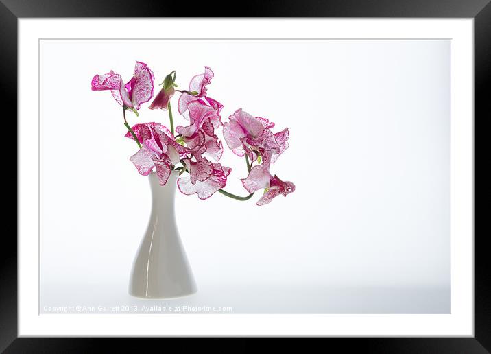 Vase of Pretty Pink Sweet Peas Framed Mounted Print by Ann Garrett