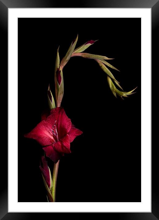 Red Gladiolus on Black Framed Mounted Print by Ann Garrett
