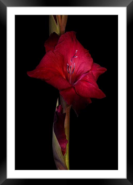 Red Gladiolus on Black 3 Framed Mounted Print by Ann Garrett
