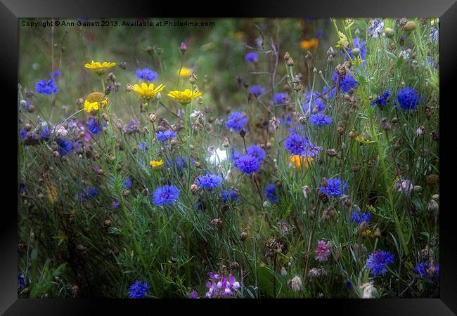 Wild Flowers in France Framed Print by Ann Garrett