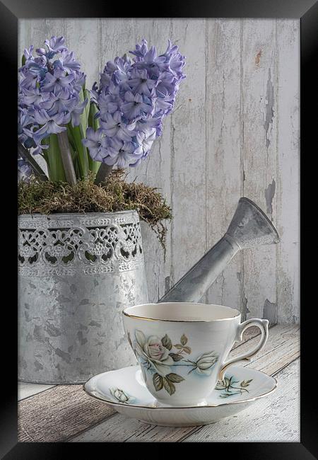 Hyacinth Teatime Framed Print by Ann Garrett