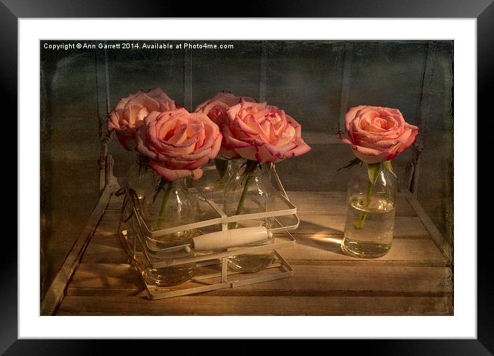 Milk Bottle Roses Framed Mounted Print by Ann Garrett