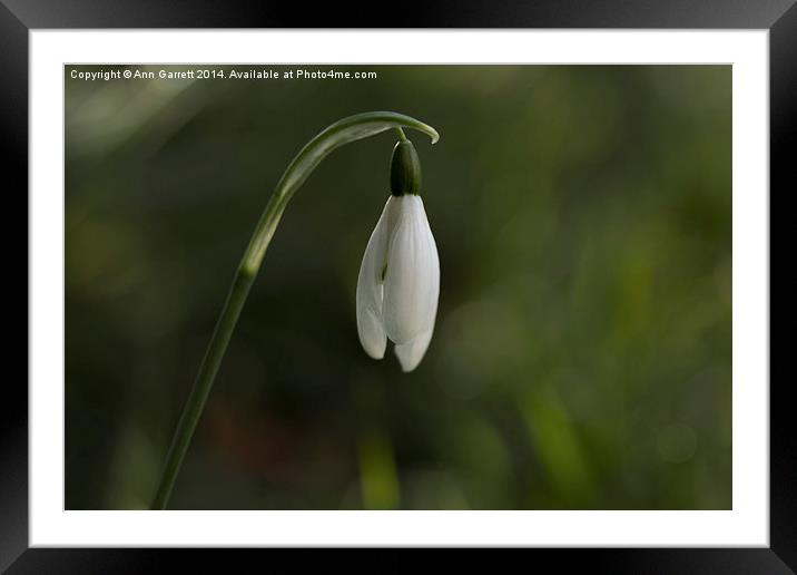 Snowdrop Framed Mounted Print by Ann Garrett