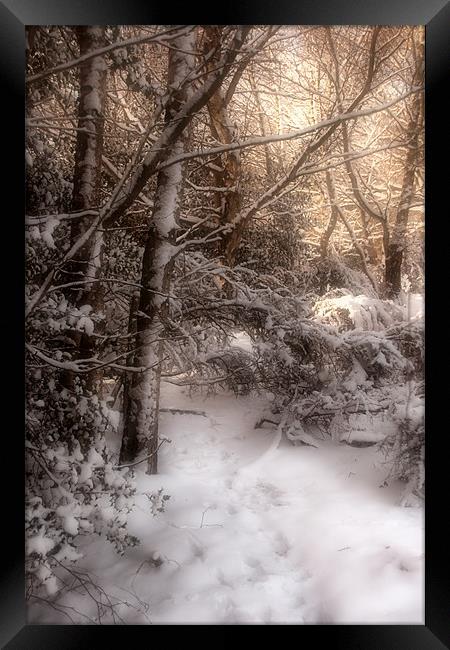 Footsteps in the Snow Framed Print by Ann Garrett