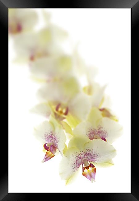 Lemon Orchid Framed Print by Ann Garrett
