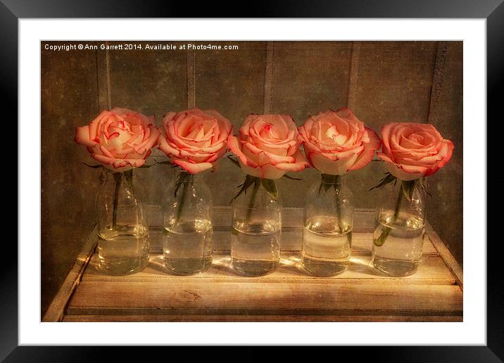 Roses in a Row Framed Mounted Print by Ann Garrett