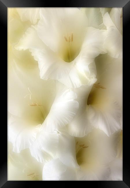 Gladioli Framed Print by Ann Garrett