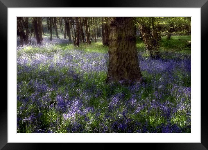 Bluebells Framed Mounted Print by Ann Garrett