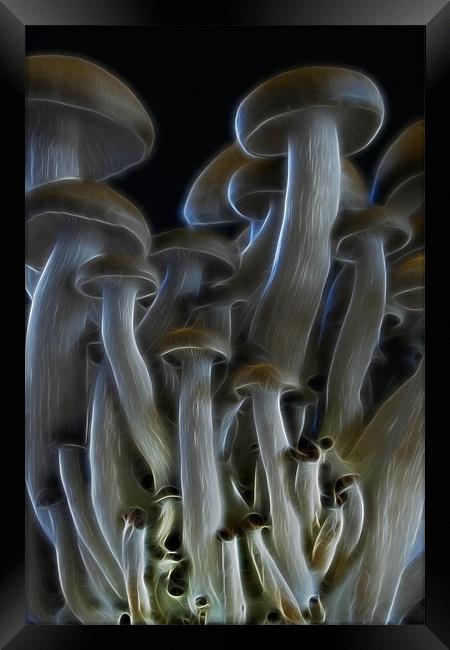 Magic Mushrooms Framed Print by Ann Garrett