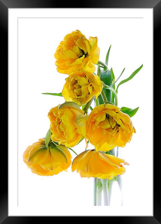 Yellow Tulips Framed Mounted Print by Ann Garrett