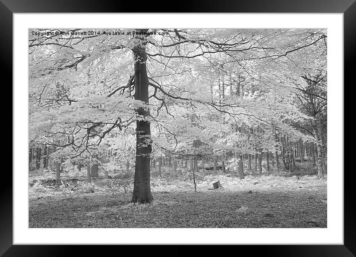 Infrared Beech Tree Framed Mounted Print by Ann Garrett