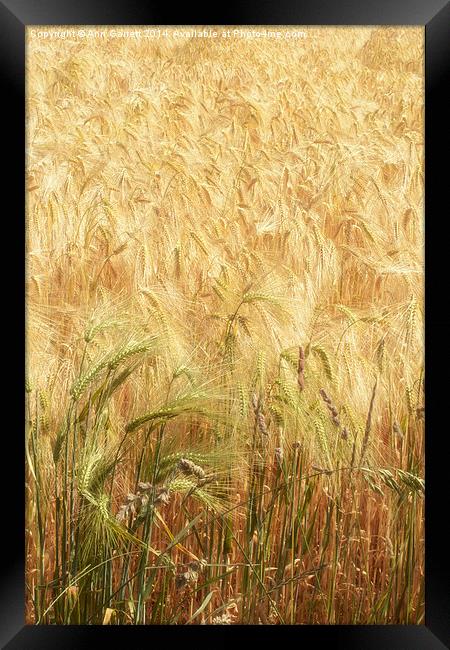Field of Gold 3 Framed Print by Ann Garrett