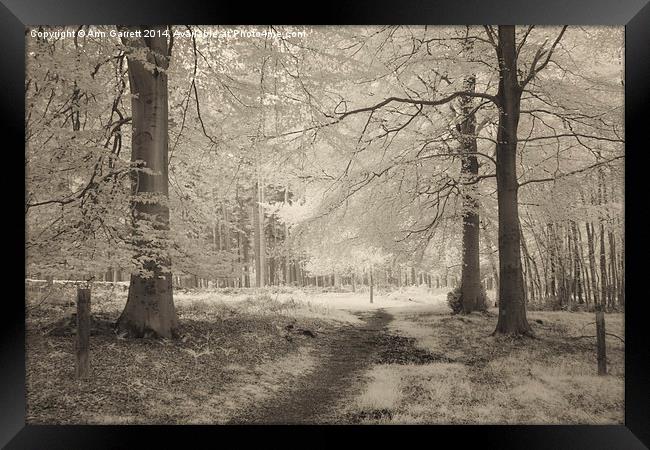 Infrared Beech Trees Framed Print by Ann Garrett