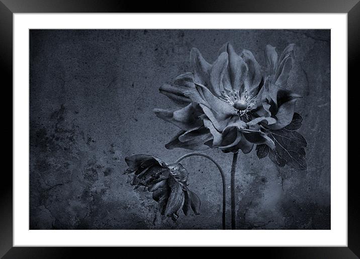 Moody Anemones Framed Mounted Print by Ann Garrett