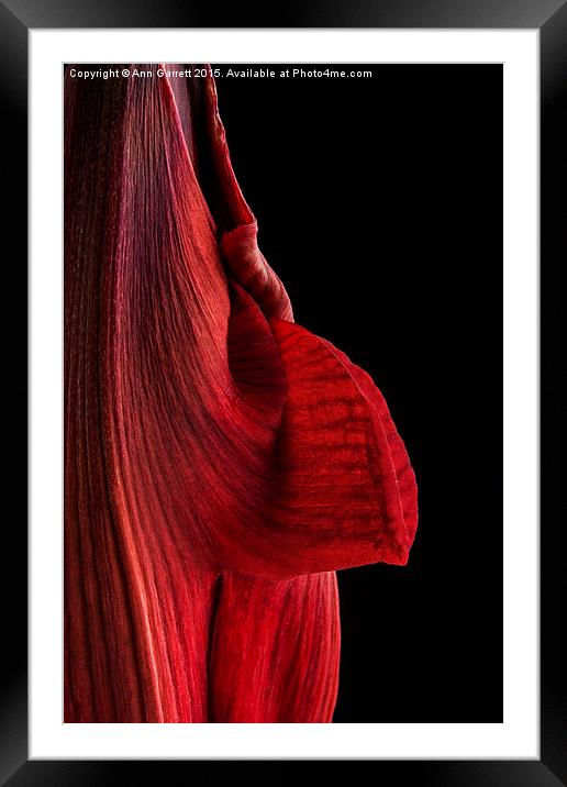 Red Amaryllis Framed Mounted Print by Ann Garrett