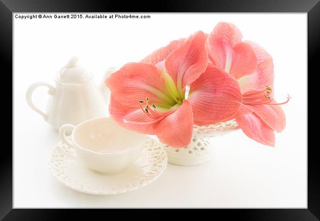 Amaryllis Teatime Framed Print by Ann Garrett