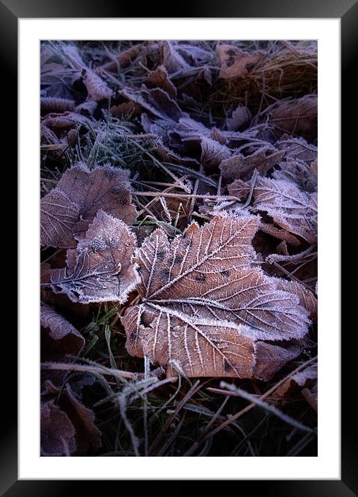 Frosty Leaves Framed Mounted Print by Ann Garrett
