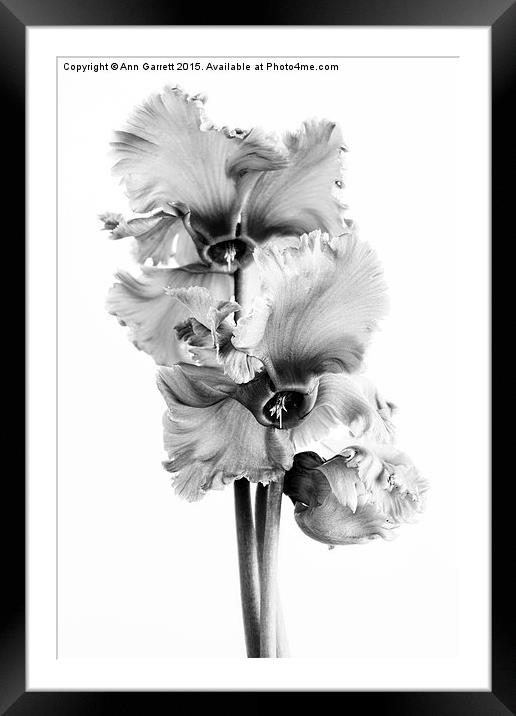 Frilly Edged Cyclamen Flowers Monochrome Framed Mounted Print by Ann Garrett