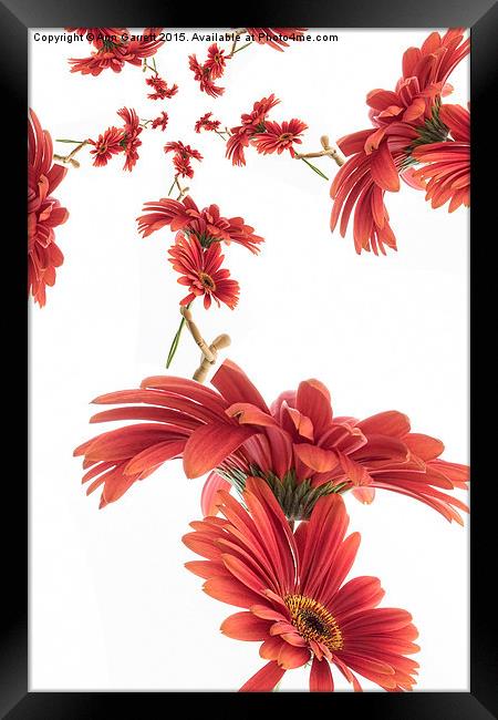 Gerbera Fun Framed Print by Ann Garrett