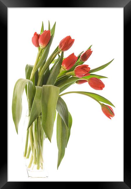 Red Tulips Framed Print by Ann Garrett