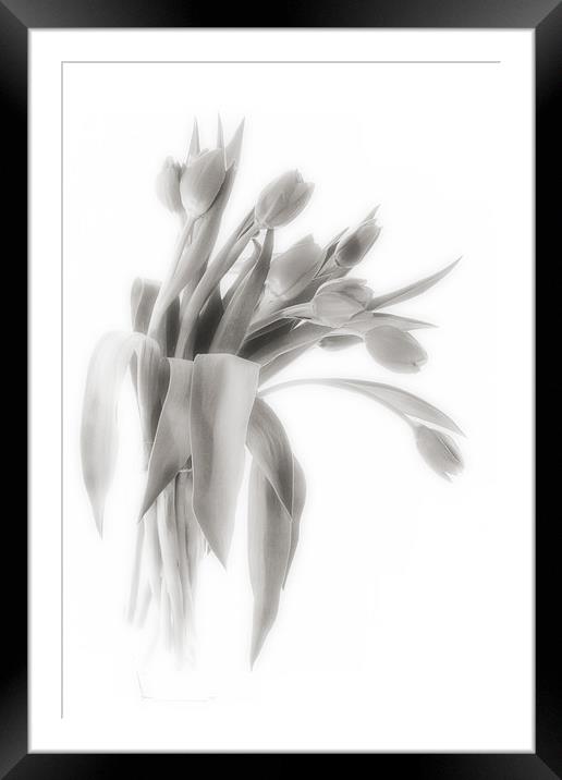 A Vase of Tulips    Black & White Framed Mounted Print by Ann Garrett