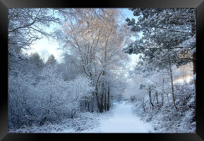 Snowy Path Framed Print by Ann Garrett