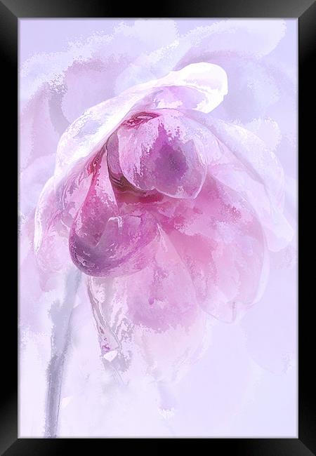 Magnolia Ice Framed Print by Ann Garrett