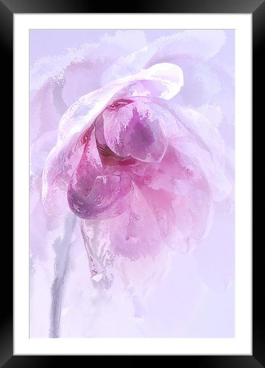 Magnolia Ice Framed Mounted Print by Ann Garrett