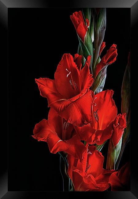 Crimson Gladiolus Framed Print by Ann Garrett