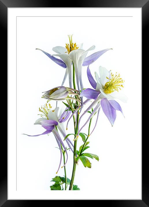 Lilac Aquilegia Framed Mounted Print by Ann Garrett