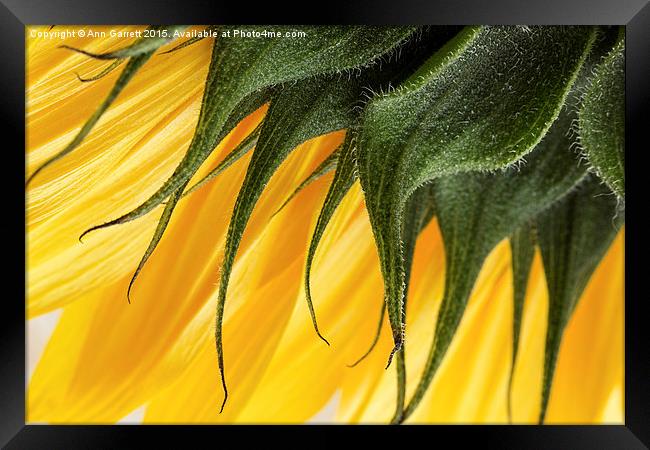Sunflower Macro Framed Print by Ann Garrett