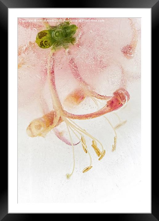 Flowers in Ice Framed Mounted Print by Ann Garrett