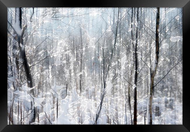 Sparkles in the Snow Framed Print by Ann Garrett