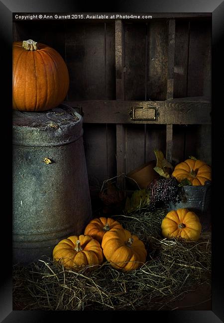 Pumpkins on Straw Framed Print by Ann Garrett