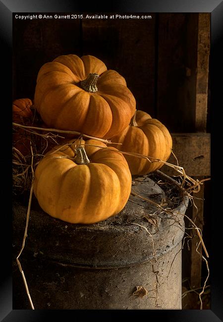 Three Pumpkins on a Bucket Framed Print by Ann Garrett