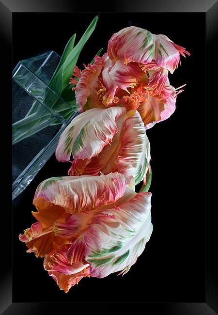 Three Parrot Tulips Framed Print by Ann Garrett