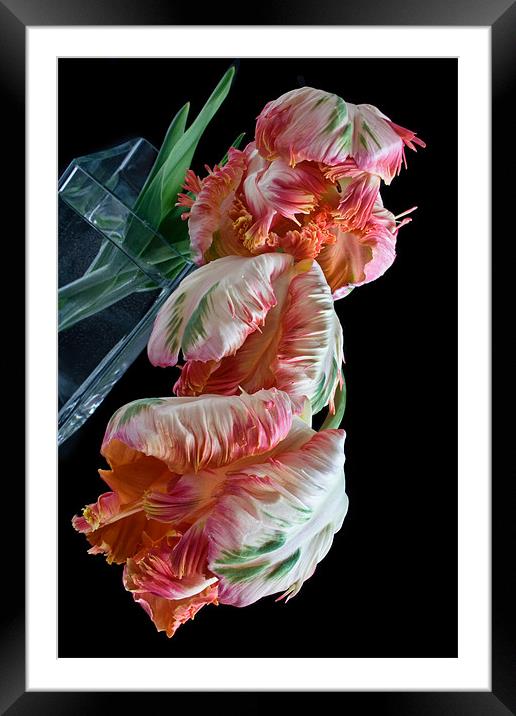 Three Parrot Tulips Framed Mounted Print by Ann Garrett
