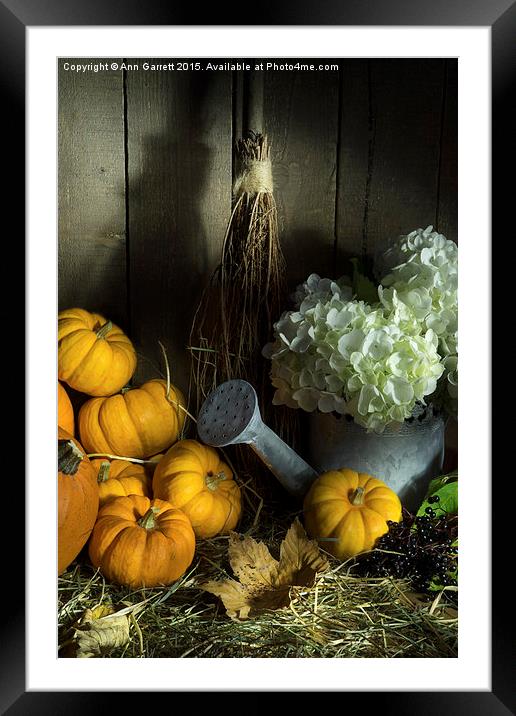Pumpkins and White Hydrangea 2 Framed Mounted Print by Ann Garrett