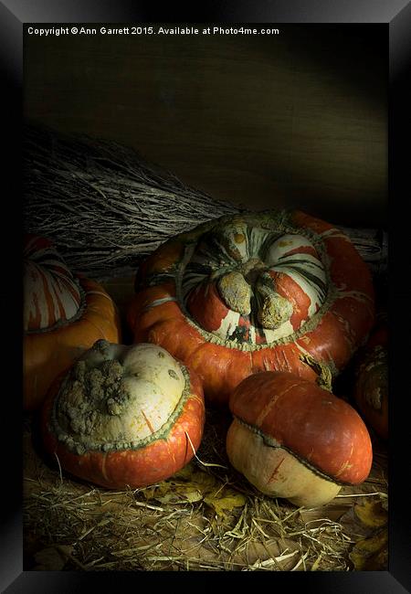 Ornamental Pumpkins 2 Framed Print by Ann Garrett