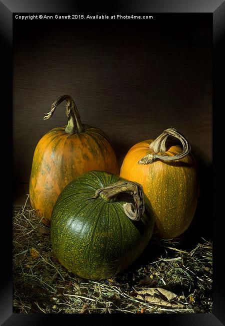 Three Pumpkins Framed Print by Ann Garrett