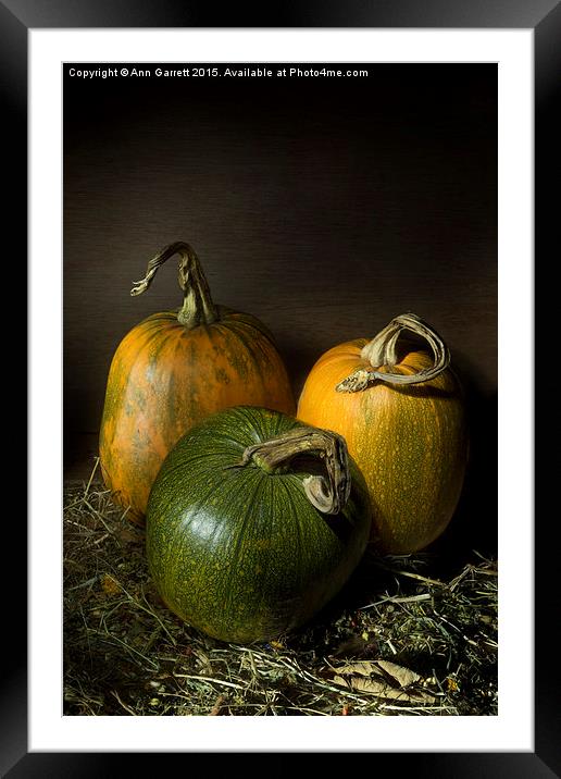 Three Pumpkins Framed Mounted Print by Ann Garrett