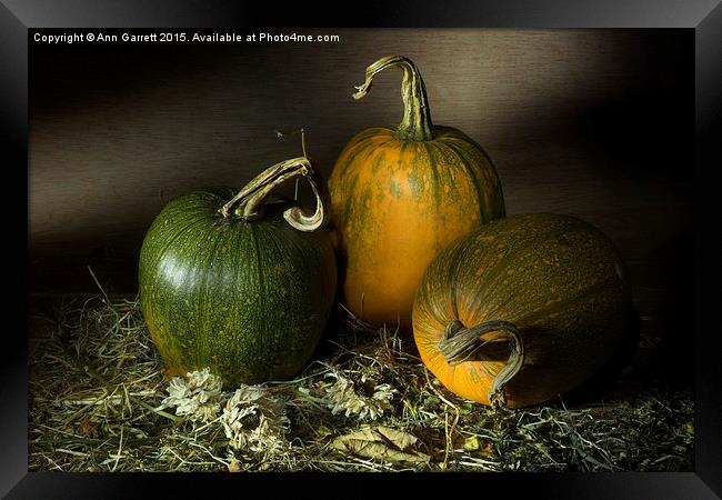 Three Pumpkins and Dried Daisies Framed Print by Ann Garrett